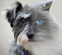 Branyiczky Rita: A kutya, aki macska c. történet
