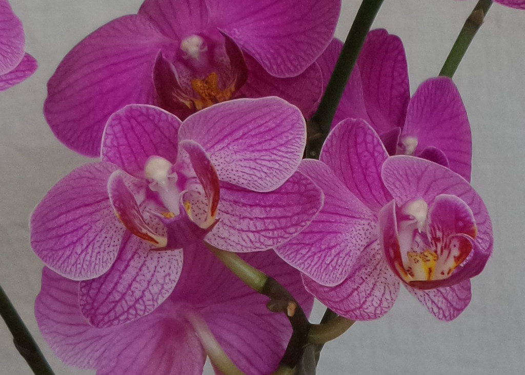 orchidea makro