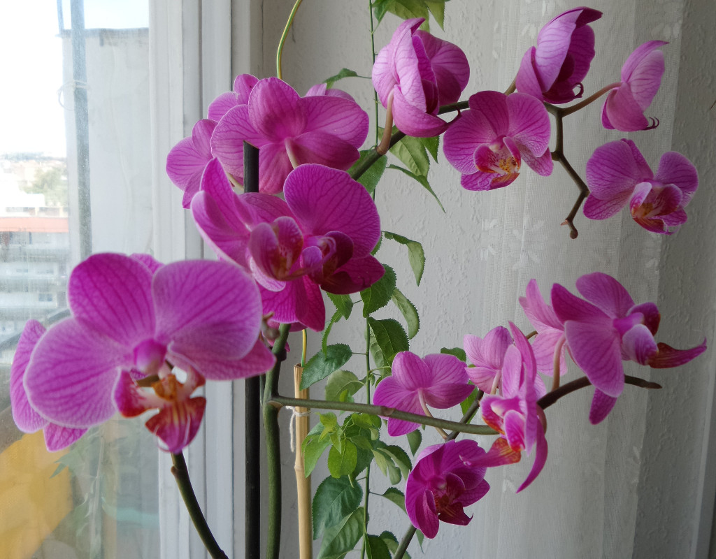 orchidea2