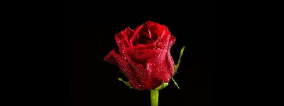 Egy rózsa sóhaja c. vers
